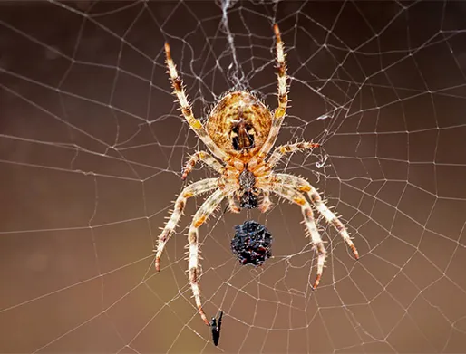 Dedetização de Aranhas no Jardim Esmeralda