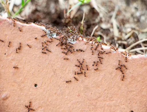 Dedetização de Formigas no Jardim Esmeralda
