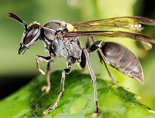 Dedetização de Marimbondos no Jardim Esmeralda