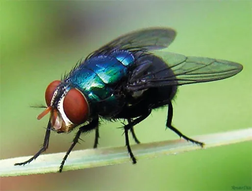 Dedetização de Moscas no Jardim Esmeralda
