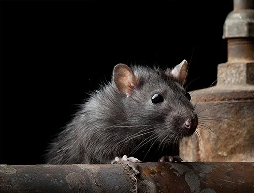 Dedetização de Ratos no Jardim Esmeralda
